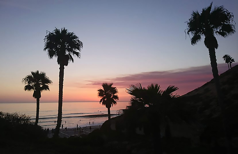 palmtree_sunset
